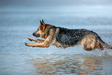 german shepherd dog running in water