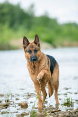 german shepherd dog running in water