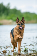 german shepherd dog running in water