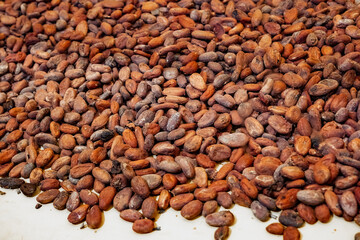 Overhead view of raw cocoa beans, chocolate ingredient