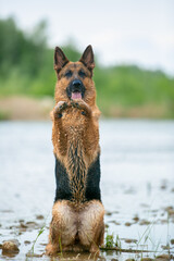 german shepherd dog running in water