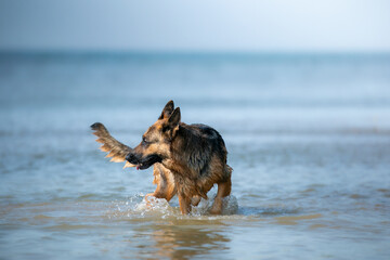 german shepherd dog running in water