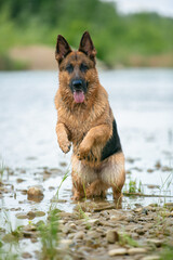 german shepherd dog running in water