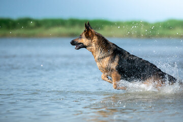 german shepherd dog running in water
