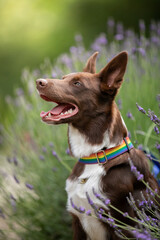 border collie in lavender