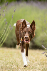 border collie in lavender