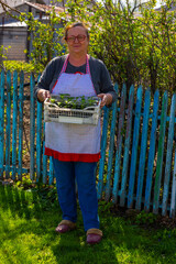 Senior woman carries plastic crate filled with sweet pepper seedlings in peaceful rural garden....