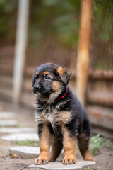 Little German Shepherd Puppy
