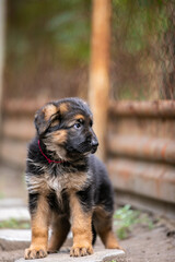Little German Shepherd Puppy