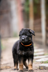 Little German Shepherd Puppy