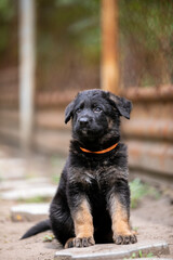 Little German Shepherd Puppy