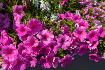 Petunias or surfinias, Supertunia Vista varieties. The flowers have a rich pink shade and are densely arranged, creating a striking floral carpet effect.