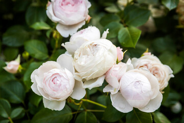 Garden roses, also known as English roses or David Austin roses, variety 'Julia Renaissance' or...