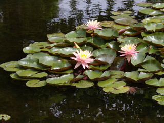 Blooming lotuses on water surface