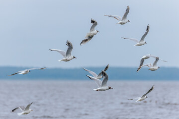 A group of seagulls in mid-flight above a calm lake, wings spread gracefully against a muted sky and distant treeline in the background.