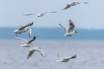 A group of seagulls in mid-flight above a calm lake, wings spread gracefully against a muted sky...