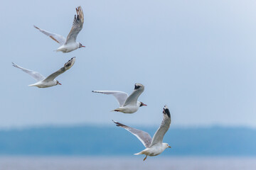 A group of seagulls in mid-flight above a calm lake, wings spread gracefully against a muted sky...