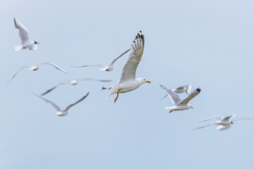 A group of seagulls in mid-flight above a calm lake, wings spread gracefully against a muted sky...