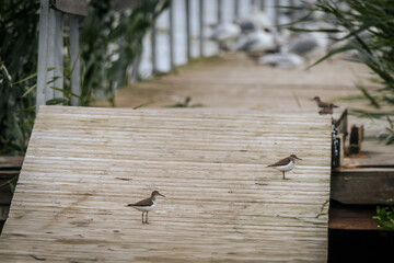 Several sandpipers stand on a weathered wooden ramp leading to a dock, surrounded by reeds and...