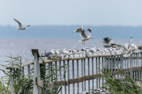 A large group of seagulls and a single cormorant gather on a weathered wooden pier over a calm lake under a grey sky.