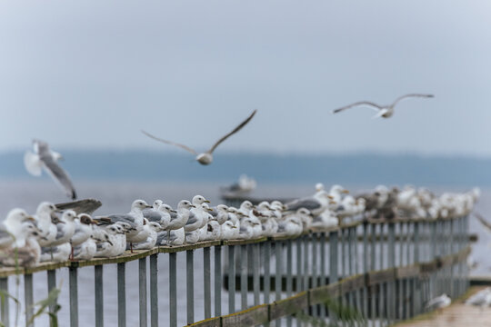 A large group of seagulls and a single cormorant gather on a weathered wooden pier over a calm lake under a grey sky.