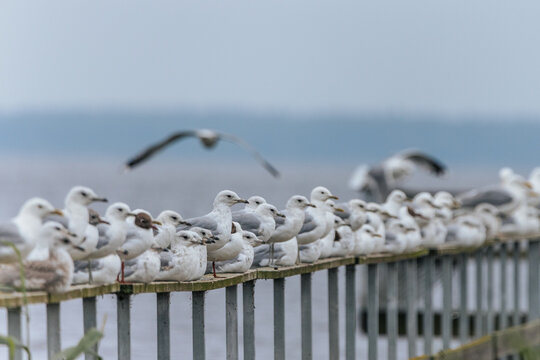 A large group of seagulls and a single cormorant gather on a weathered wooden pier over a calm lake under a grey sky.