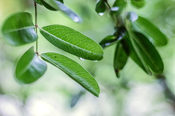 Water drops on green leaves
