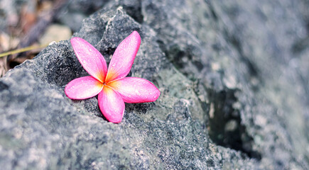 Pink frangipani flowers on a rock