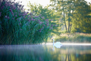 Schwan Ilmenauer Seen