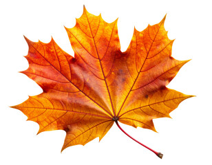 Obraz premium Crisp Autumn Maple Leaf with Veins and Curled Edges – Transparent PNG