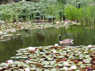 Blooming lotuses on water surface