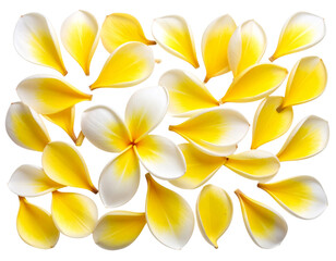 Obraz premium Flat Lay of Scattered White and Yellow Champaka Petals – PNG Transparent