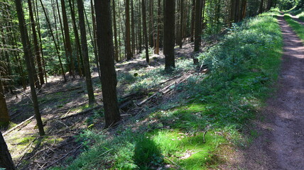 Pf&auml;lzer Wald_062