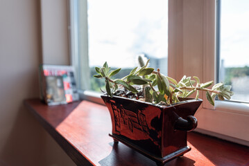 Beautiful Indoor Succulent Plant on a Sunny Wooden Windowsill