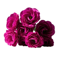 Bouquet of beautiful magenta Ranunculus flowers isolated PNG with Transparent Background