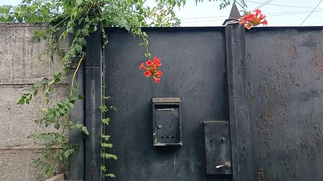 Old black gate with mailbox above which orange flowers hang