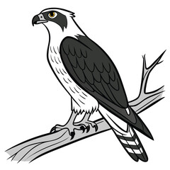 Obraz premium Black and White Osprey Bird Perched on Branch Illustration 2