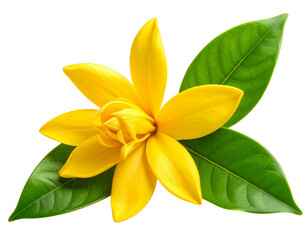  Fresh Yellow Champaka Flower with Green Leaves – Transparent PNG