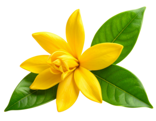  Fresh Yellow Champaka Flower with Green Leaves – Transparent PNG