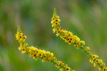 Selective focus of wild yellow flowers in grass field, Verbascum nigrum (Zwarte toorts) The black or dark mullein is a species of biennial or short-lived perennial herbaceous plant, Natural background