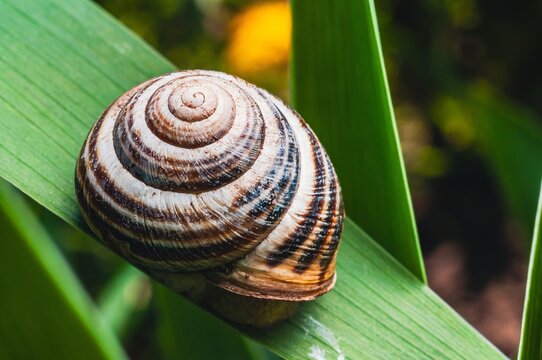 Intricate details of a snail's shell resting on a vibrant green leaf in natural light.