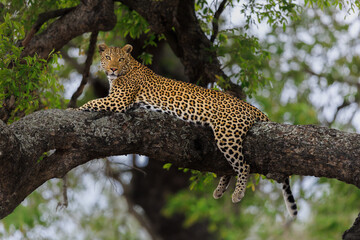 View of a leopard lounges regally on a thick tree branch, its spotted coat a striking contrast against the rough bark, Kruger National Park, Mpumalanga, South Africa.