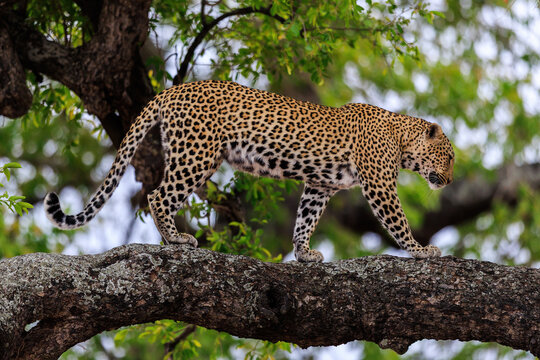 View of a leopard, its rosette patterned coat a stark contrast to the rough bark, prowls along a tree branch against the green canopy, Kruger National Park, Mpumalanga, South Africa.