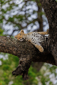 View of a leopard lounges languidly on a sturdy tree branch, its spotted coat a striking contrast against the rough bark, Kruger National Park, Mpumalanga, South Africa.