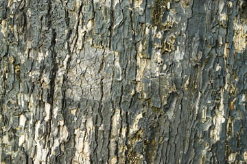 old Big tree texture