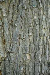 old Big tree texture