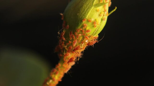 Large colony of aphids swarming on a flower petal. Macro footage shows detailed infestation, perfect for agricultural, biological, and educational content on plant pests and crop diseases.