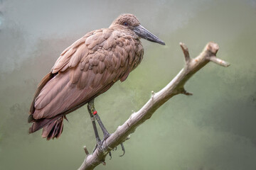 Brown Hamerkop Bird Perched on a Branch in Nature