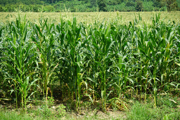 Corn fields in the countryside