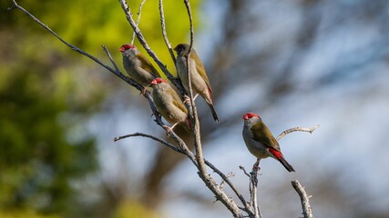 Red-browed finches grouped together on branches of a dead tree.
